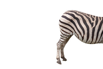Fototapeta na wymiar The butt of zebra in isolation