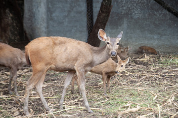 The deer with the group © taoty