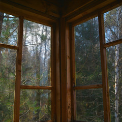 Forest behind a window