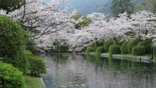 Japanese Cherry on riverbank in Yoshika Park, Japan
