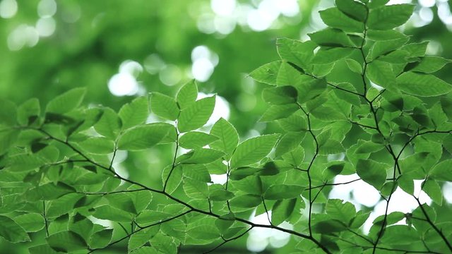 Japanese beech leaves, Tokamachi, Niigata Prefecture, Japan