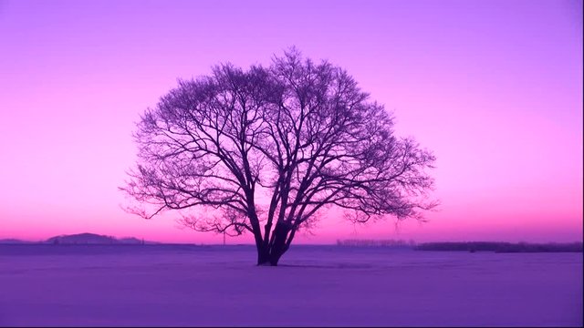 Snowy field and single tree in winter