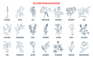 Fototapeta na wymiar Best herbs that lower high blood pressure
