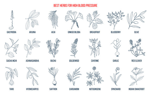 Best Herbs That Lower High Blood Pressure