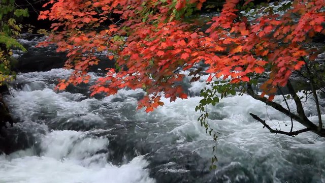 Akan River and tree in autumn, Kushiro, Hokkaido, Japan