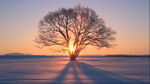 Snowy field and single tree at sunrise