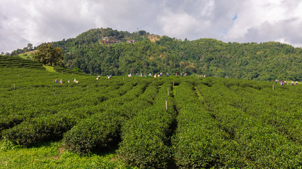 Fototapeta na wymiar agricultural green tea farmland area on the mountain at chiang rai thailand and farmer collecting green tea leaves