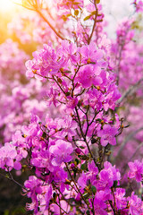 Blooming rhododendron in the spring in the Altai mountains, close-up. Beautiful lilac-pink flowers in the sunlight. Wallpapers, flower backgrounds.