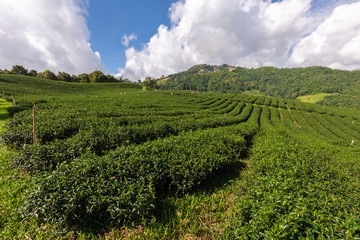 Fototapeta na wymiar agricultural green tea farmland area on the mountain at chiang rai thailand and farmer collecting green tea leaves