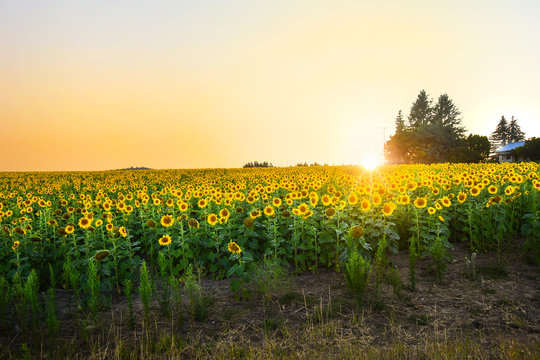 Sunset view of a large field of sunflowers next to a rustic home in the Inland Northwest area of Spokane, Washington.