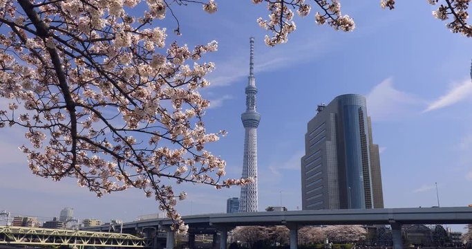 Tokyo Skytree seen through blooming cherry tree, Taito, Tokyo