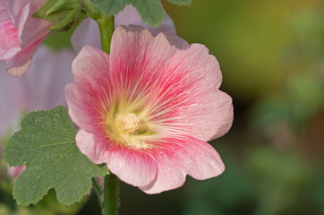 Close up Pink Hollyhock Flowers Isolated on Blurry Background
