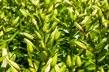 Naklejka premium Inverewe Garden