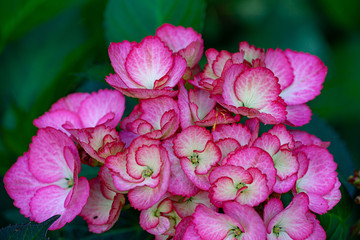 Details of pink hydrangea blossoms