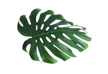 Green fresh monstera leaf isolated on white. Tropical plant