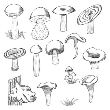 Mushroom hand drawn sketch vector illustration. Mushroom shiitake, fresh organic food isolated on white.