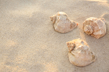 Fototapeta na wymiar Beautiful shells on sandy beach near sea. Space for text
