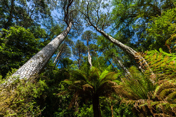 Baum