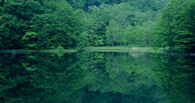 Green forest reflected in lake
