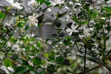 Beautiful white flowers of Carissa macrocarpa, a bush with delicious exotic fruits