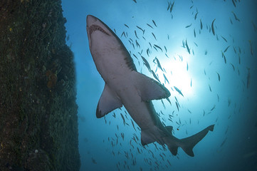 A underneath shot of a grey nurse shark with sunburst and blue water