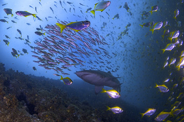 Fototapeta na wymiar A grey nurse shark with plenty of reef fish in blue tropical water
