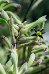 Back lit silhouette of Australian native Red kangaroo Paw flowers, Anigozanthos, family Haemodoraceae bloodwort family