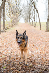 Dog German Shepherd outdoors in an autumn