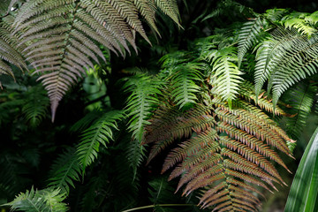 macro Photo of green fern petals. The plant fern blossomed. Fern on the background of green plants.