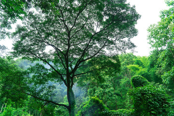 Tree isolated on white background, forest, isolated on white background