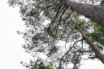 Pinus mugo - It is also known as creeping pine, dwarf mountain pine, mugo pine