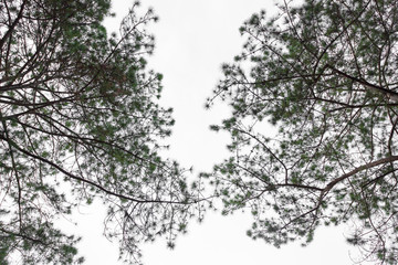 Pinus mugo - It is also known as creeping pine, dwarf mountain pine, mugo pine