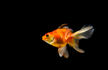 goldfish isolated on a dark black background