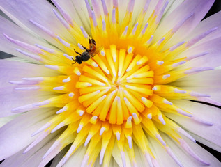 bee on pollen of lotus