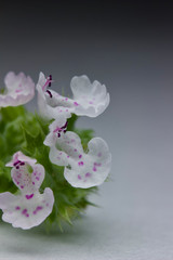 Macro view of tiny delicate pink and white catnip flower blossoms