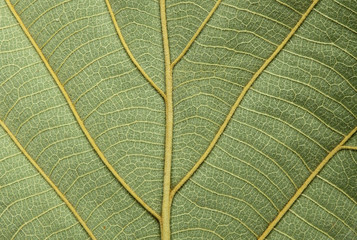 green teak leaf texture
