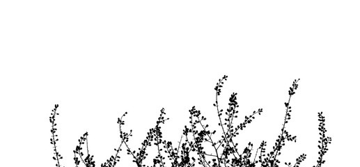 branch tree silhouette on white background