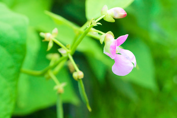 Pink common bean (Phaseolus) flower on a bush in the garden. Agricultural concept, cultivated legumes