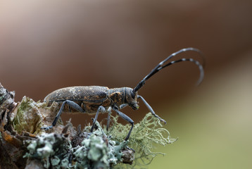 Pine sawer beetle, Monochamus galloprovincialis on lichen