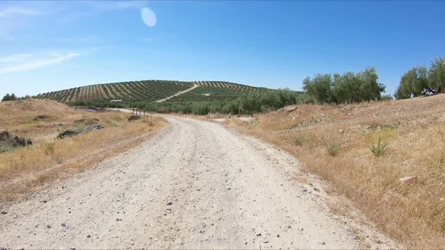 a rural path through an olive grove next to Espejo, province of Cordoba, Andalusia, Spain