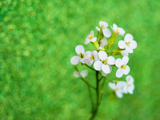 Arabis caucasica small garden white flowers