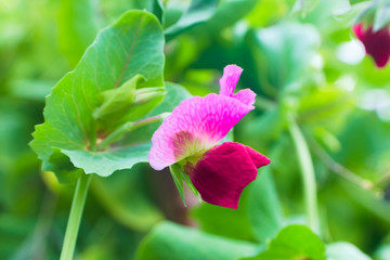 Naklejka premium Blooming pea (Pisum) bush with pink flowers. Natural background with agricultural concept, cultivated bean