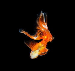 goldfish isolated on a dark black background