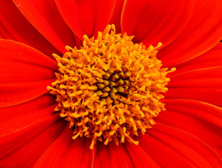 closeup pollen of red Mexican sunflower (Tithonia rotundifolia)