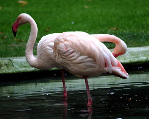 evocative image of pink flamingos in a garden