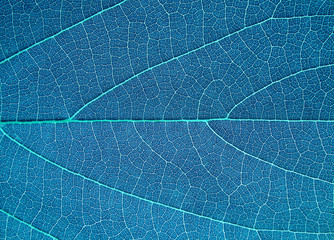blue leaf texture background