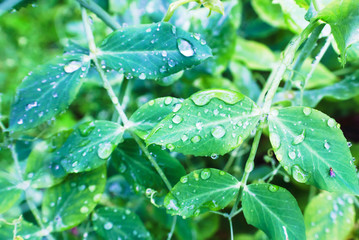 Natural background with pea foliage in raindrops. Rainy weather, macro backdeop