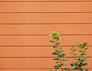 brown wall with tree
