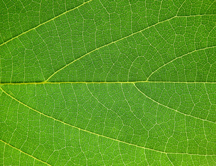 detail of green leaf texture ( Bastard Teak, Bengal Kinotree, Kino Tree,Flame of the Forest )