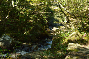夏の終わり、森の散策